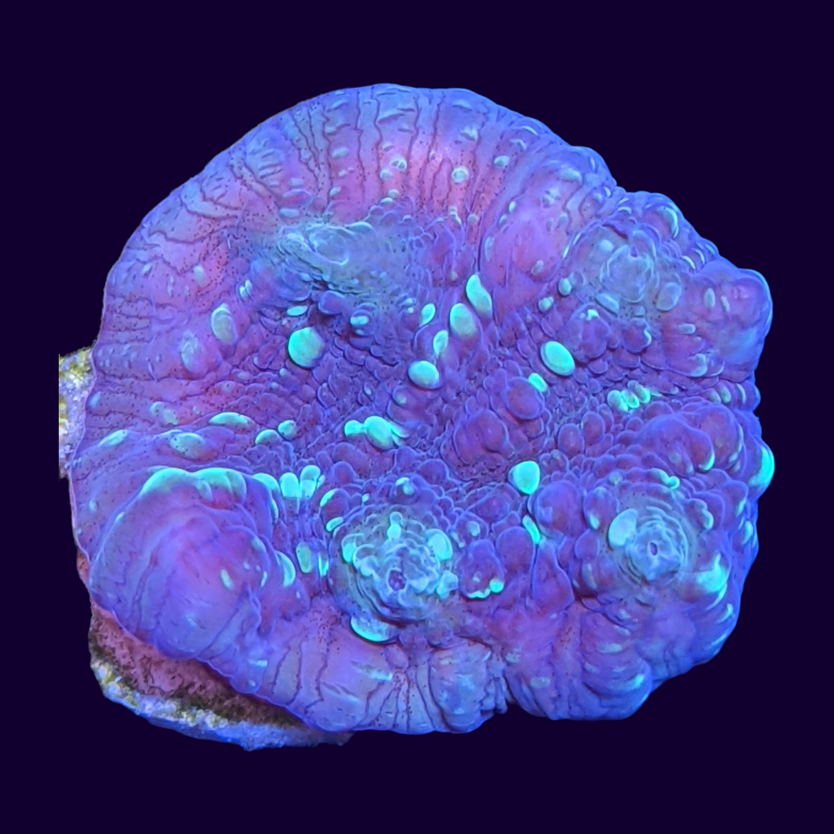 Shooting Star Chalice (UK Grown)