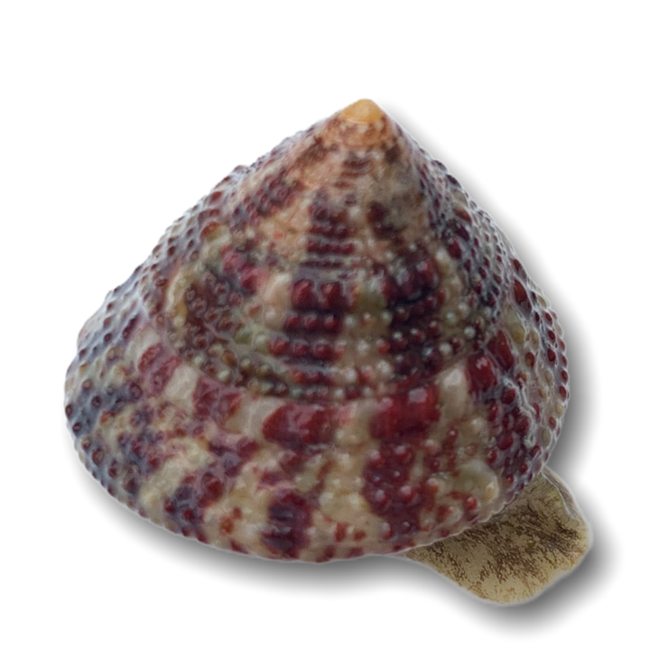 Black Footed Trochus Snail