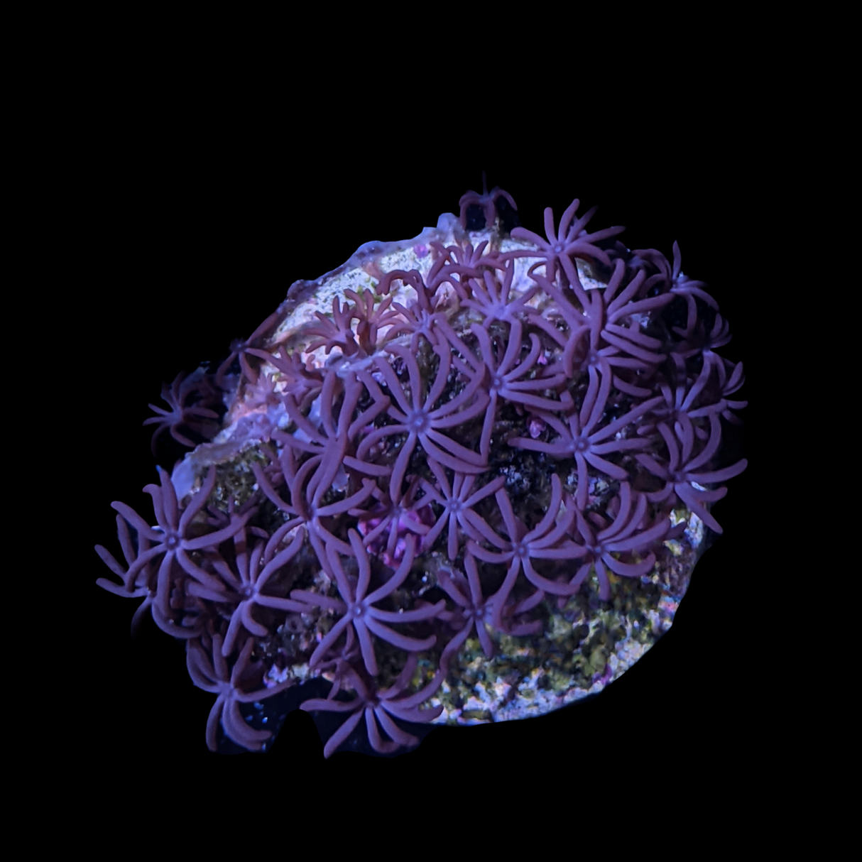 Star Polyps