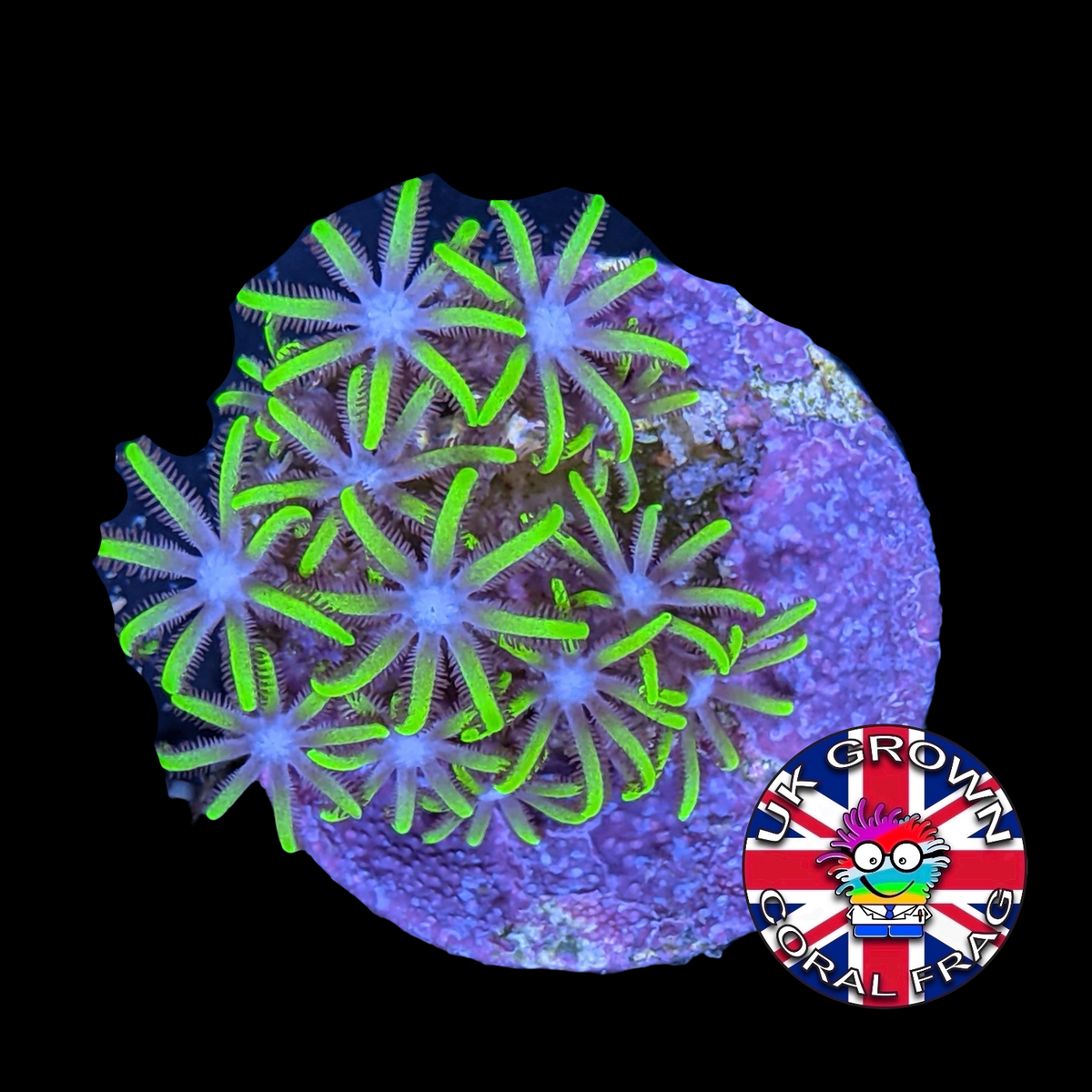 Star Polyps (Standard Plug) (UK Grown)
