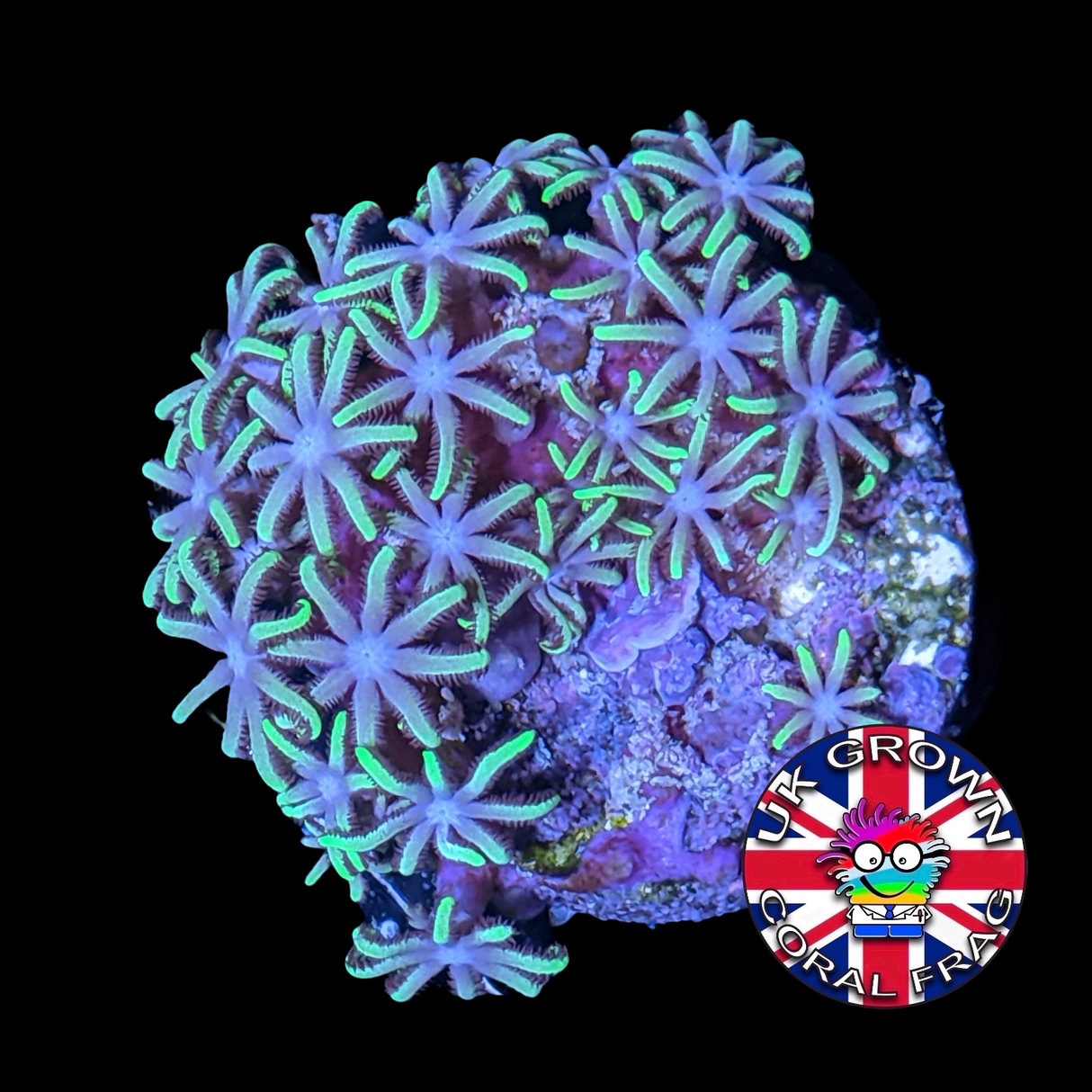 Star Polyps (Standard Plug) (UK Grown)