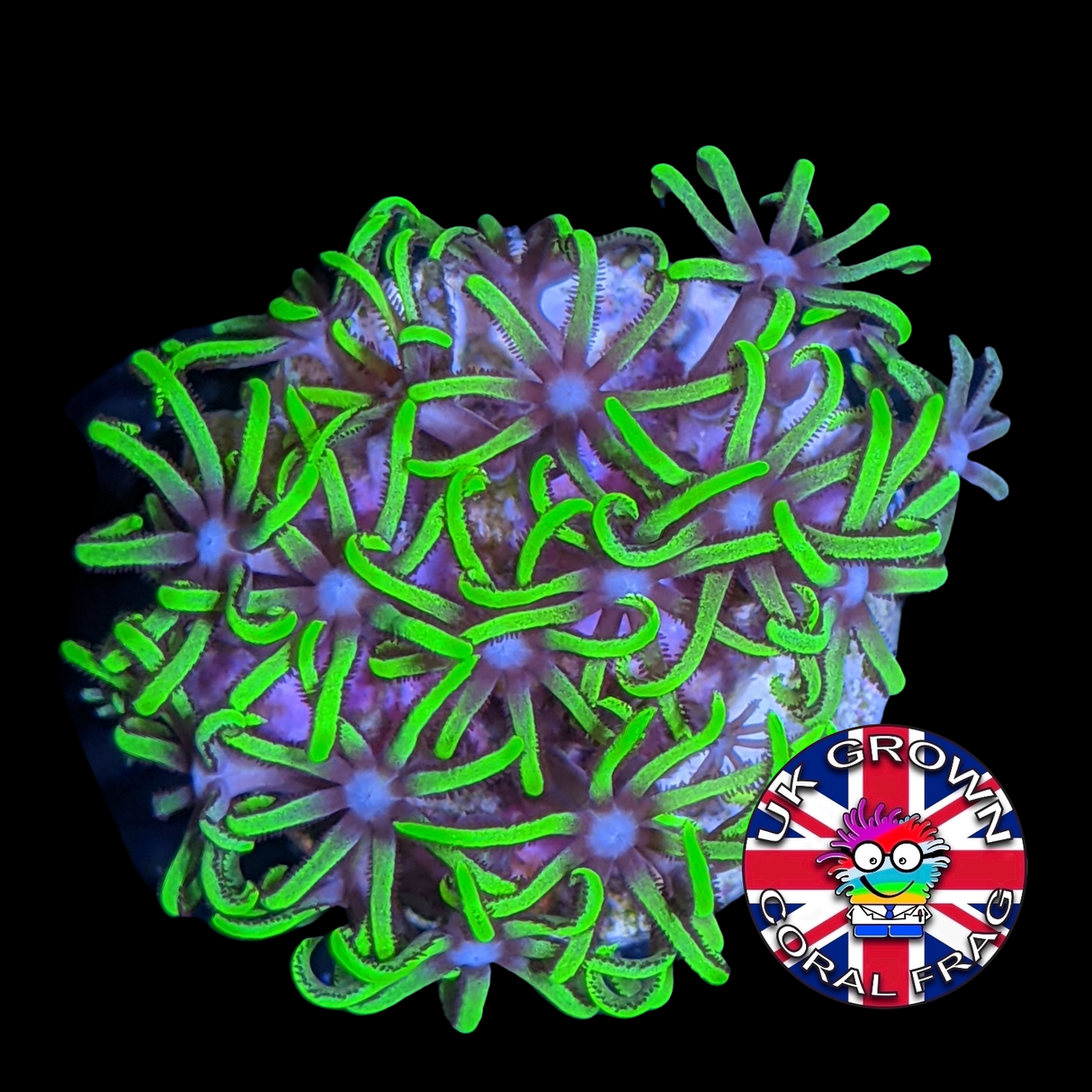 Star Polyps (Standard Plug) (UK Grown)