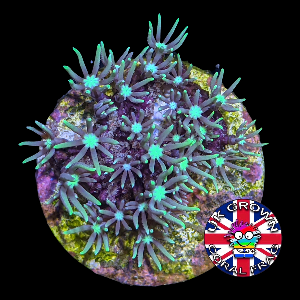 Star Polyps (Standard Plug) (UK Grown)