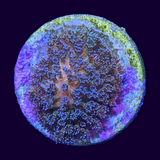 Stylophora