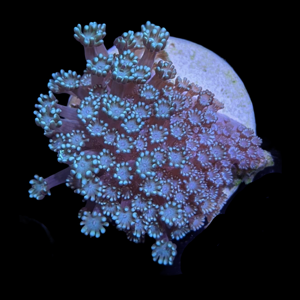 Green Alveopora