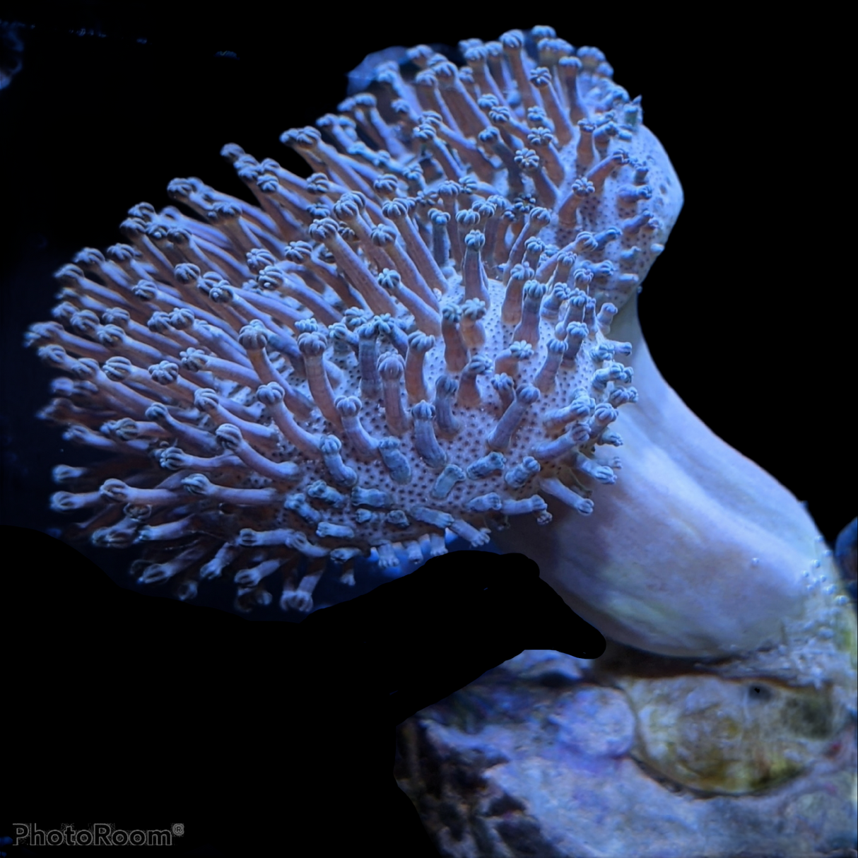 Aquacultured Indonesian Toadstool