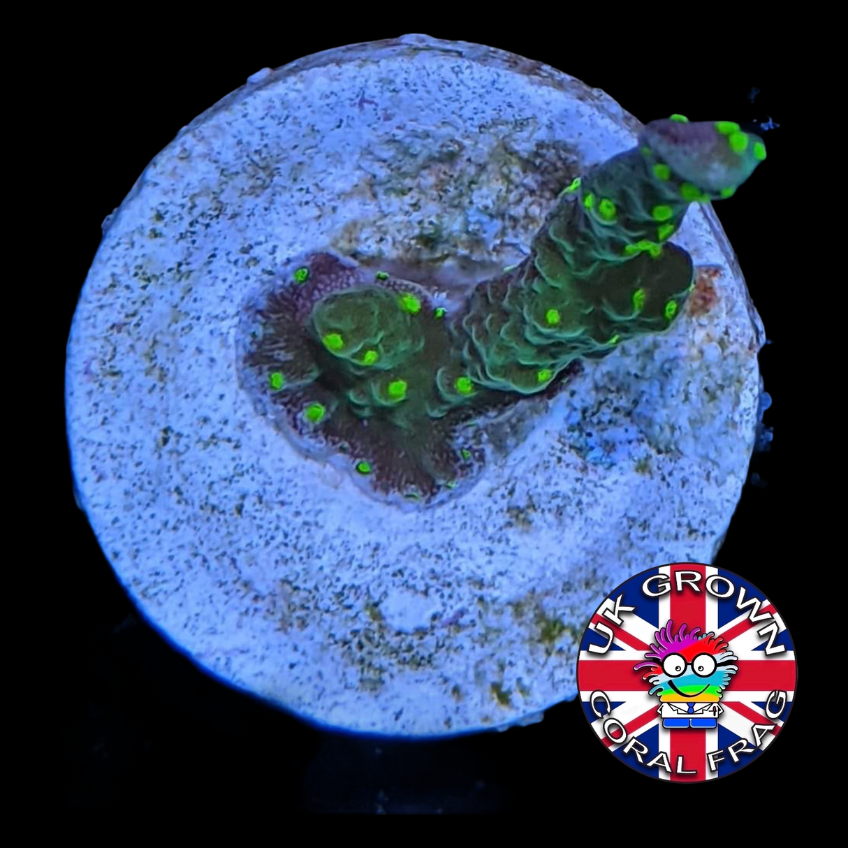 Hirsuta Montipora (UK Grown)