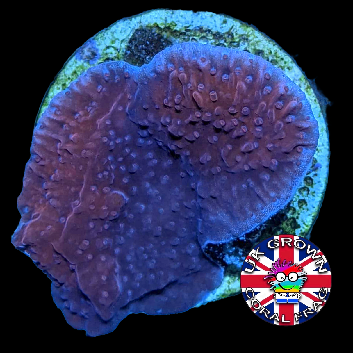 Two Tone Cranberry Crush plating Montipora (UK Grown)