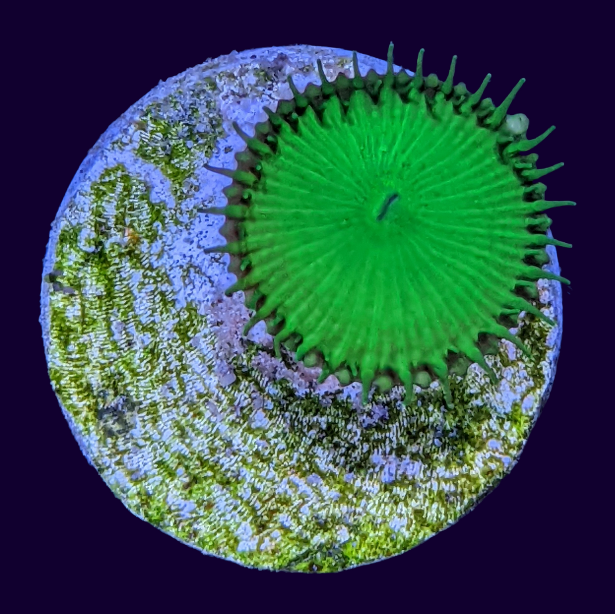 Ultra Green Paly Zoa Frag (UK Grown)