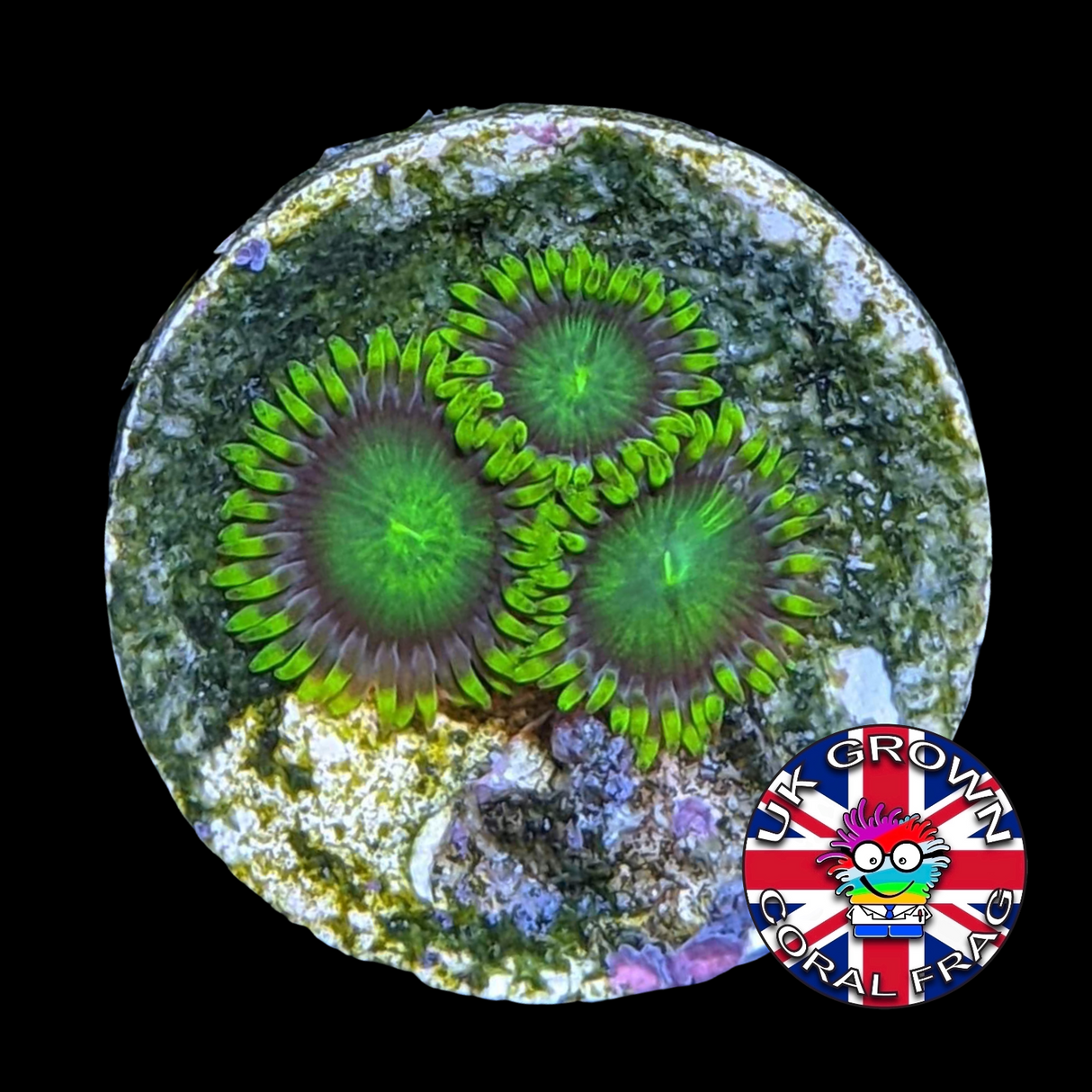 Radioactive Dragons Eyes Zoa Frag (UK Grown)