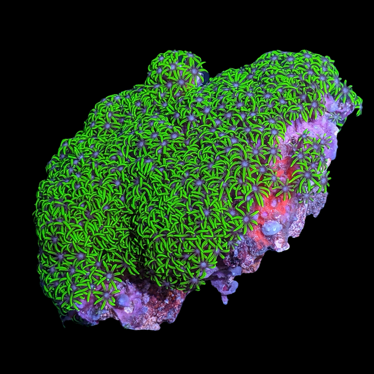 Mini Colony Star Polyps