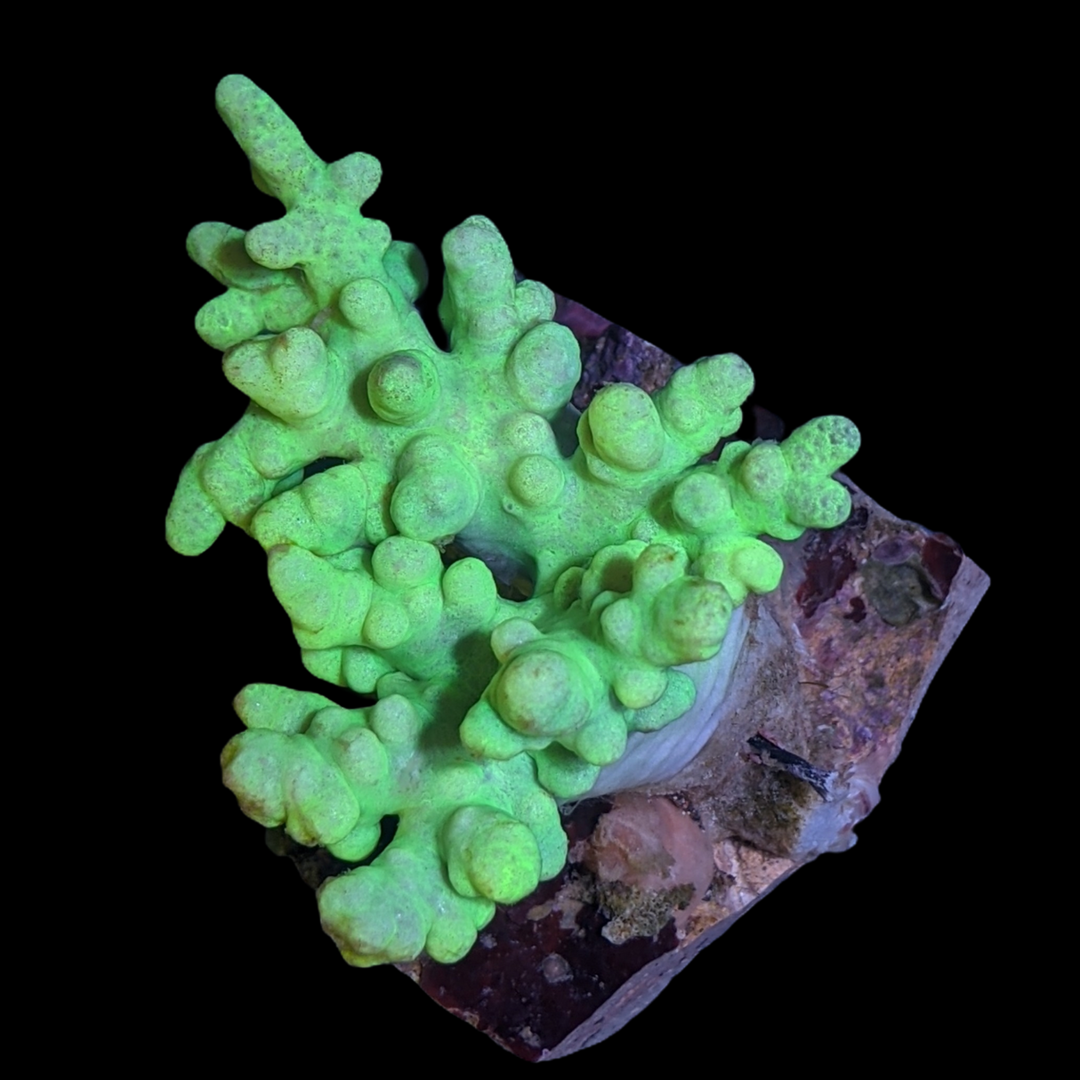 Green Sinularia Mini Colony