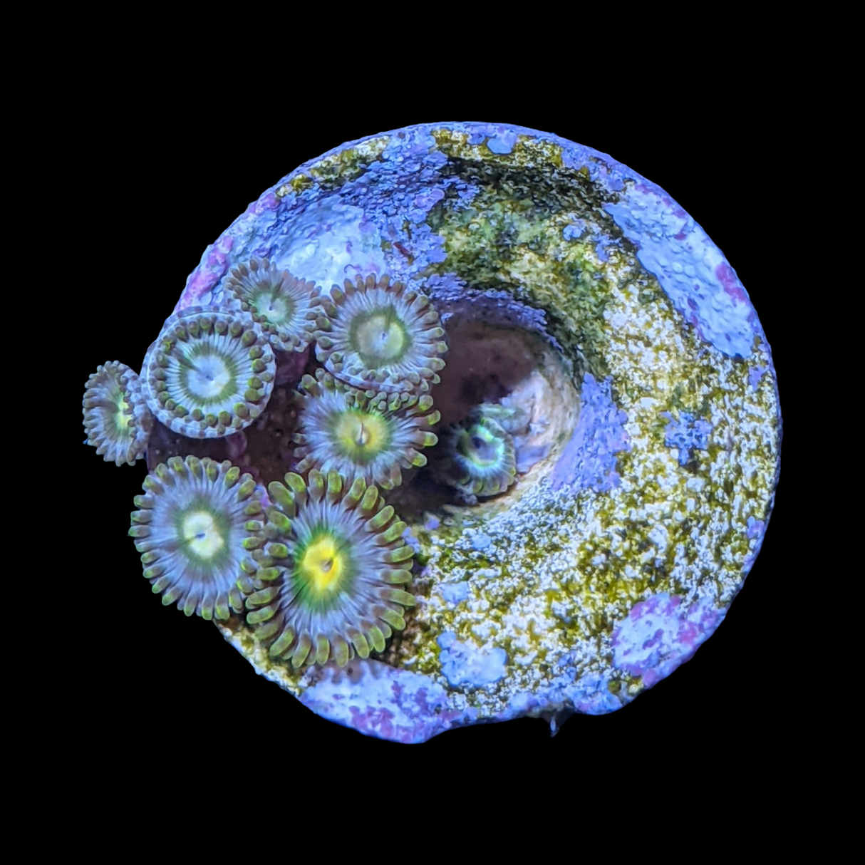John Deere Zoa Frag
