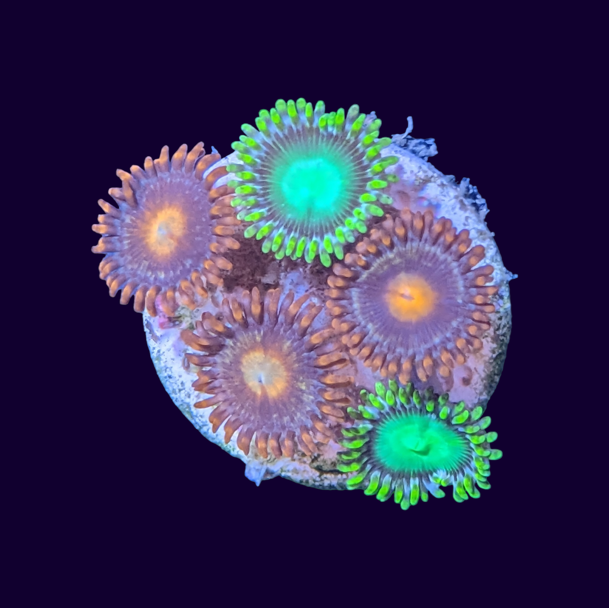 Bam Bam & Radioactive Dragons Eye Mix Zoa Frag