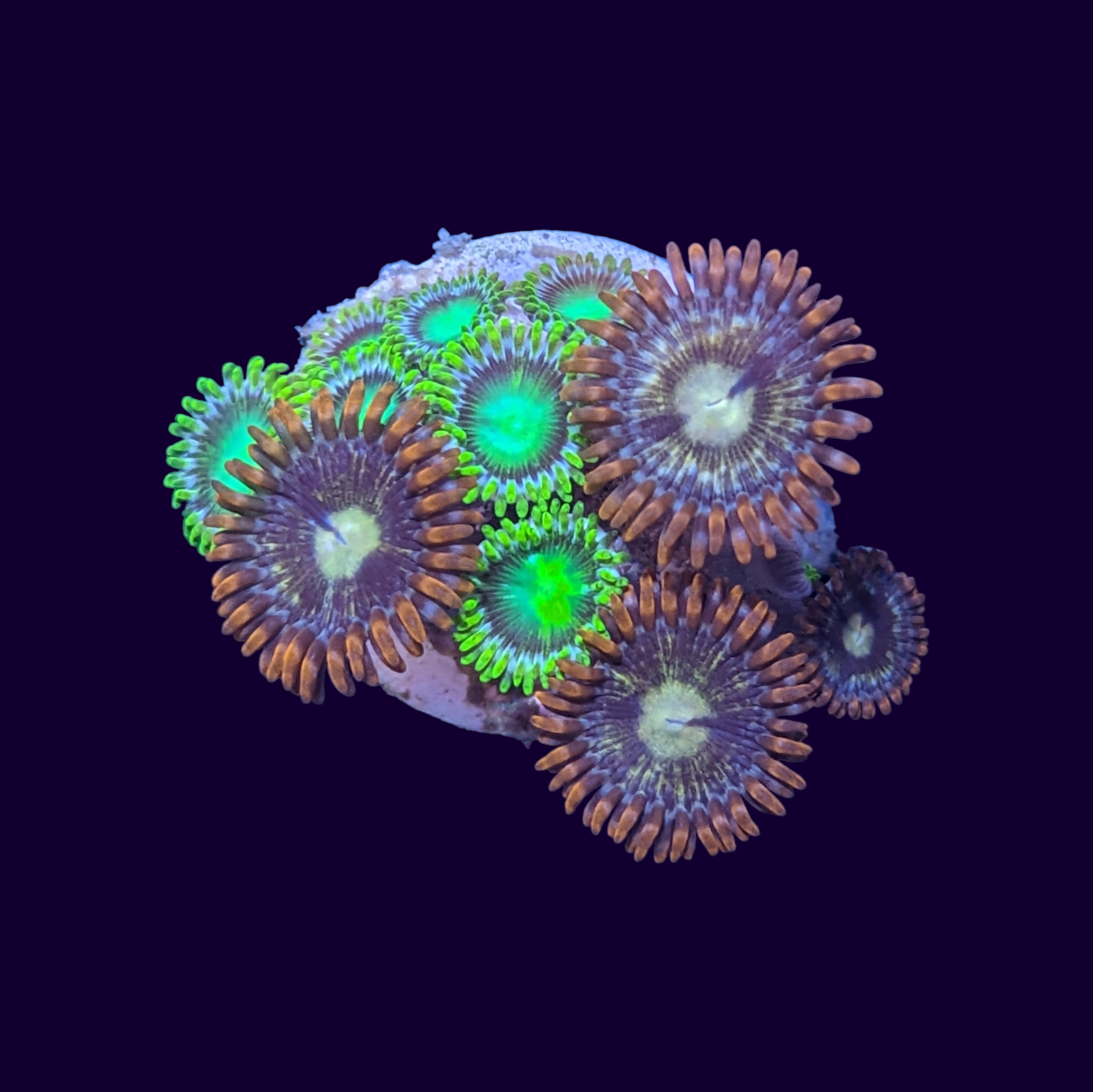 Radioactive Dragons Eye & Firestorm Mix Zoa Frag