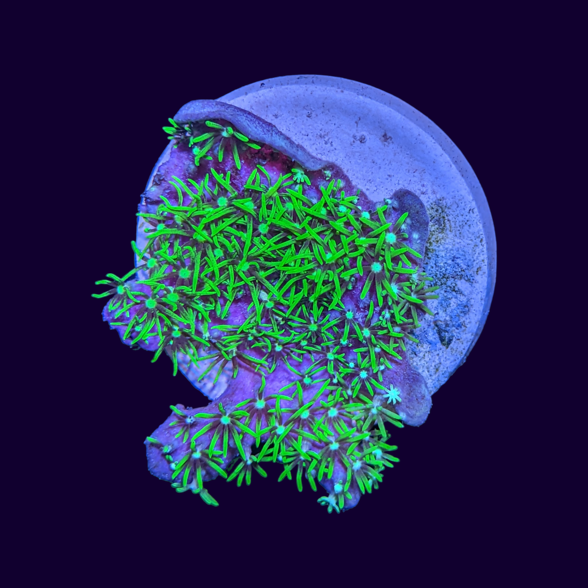 Ultra Neon Green Star Polyp Disc