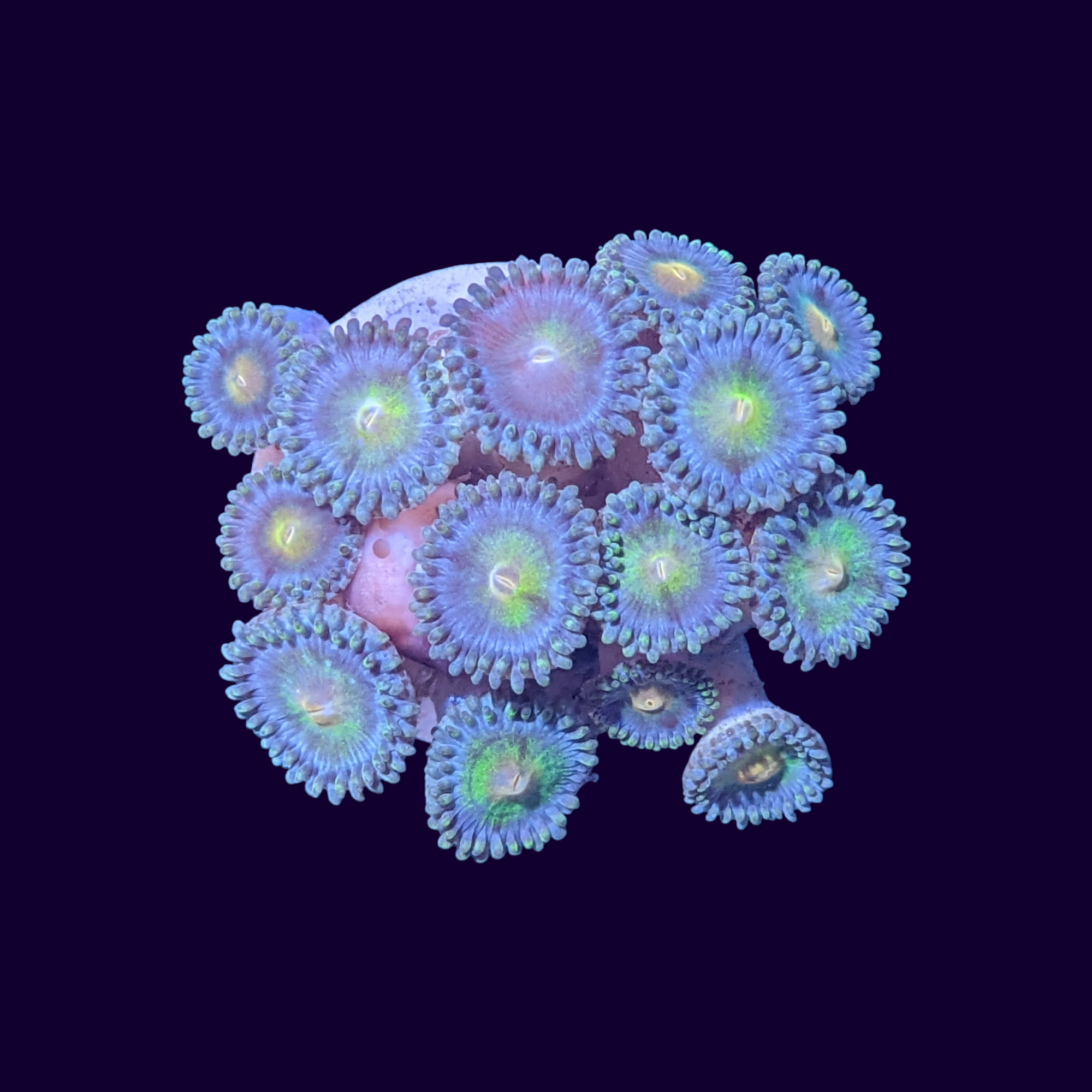 Zoa Frag