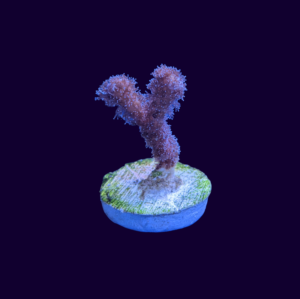 Stylophora
