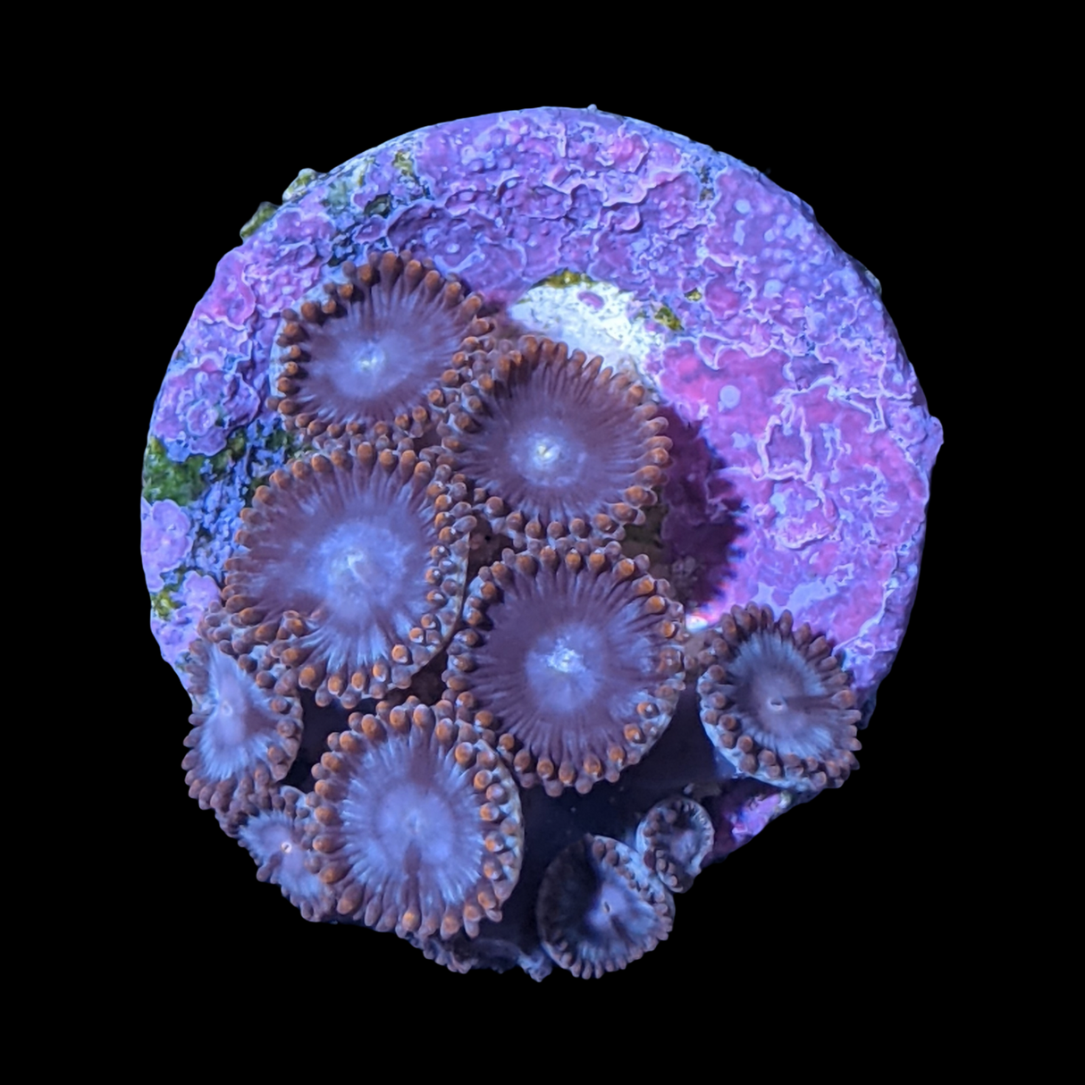 Zoa Frag