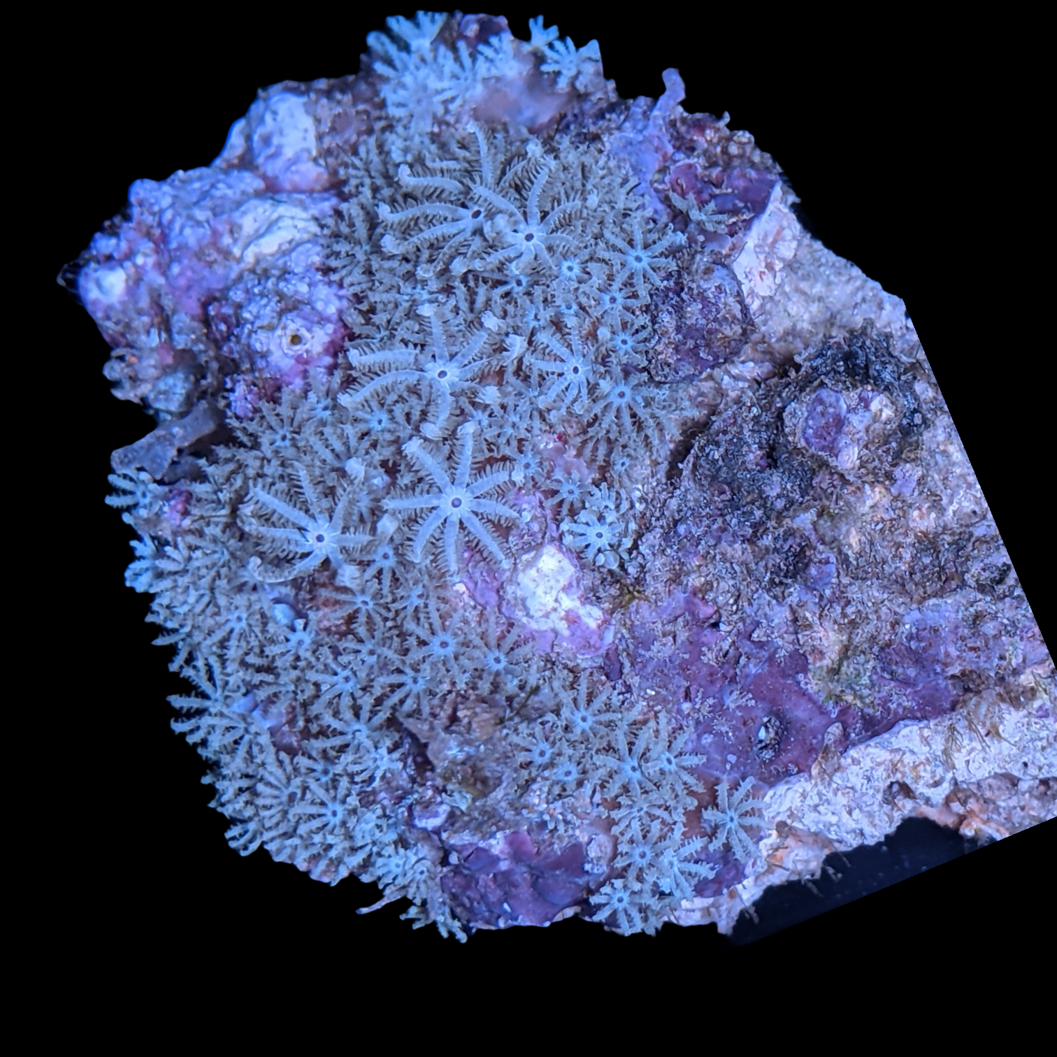 Waving hand coral-blue
