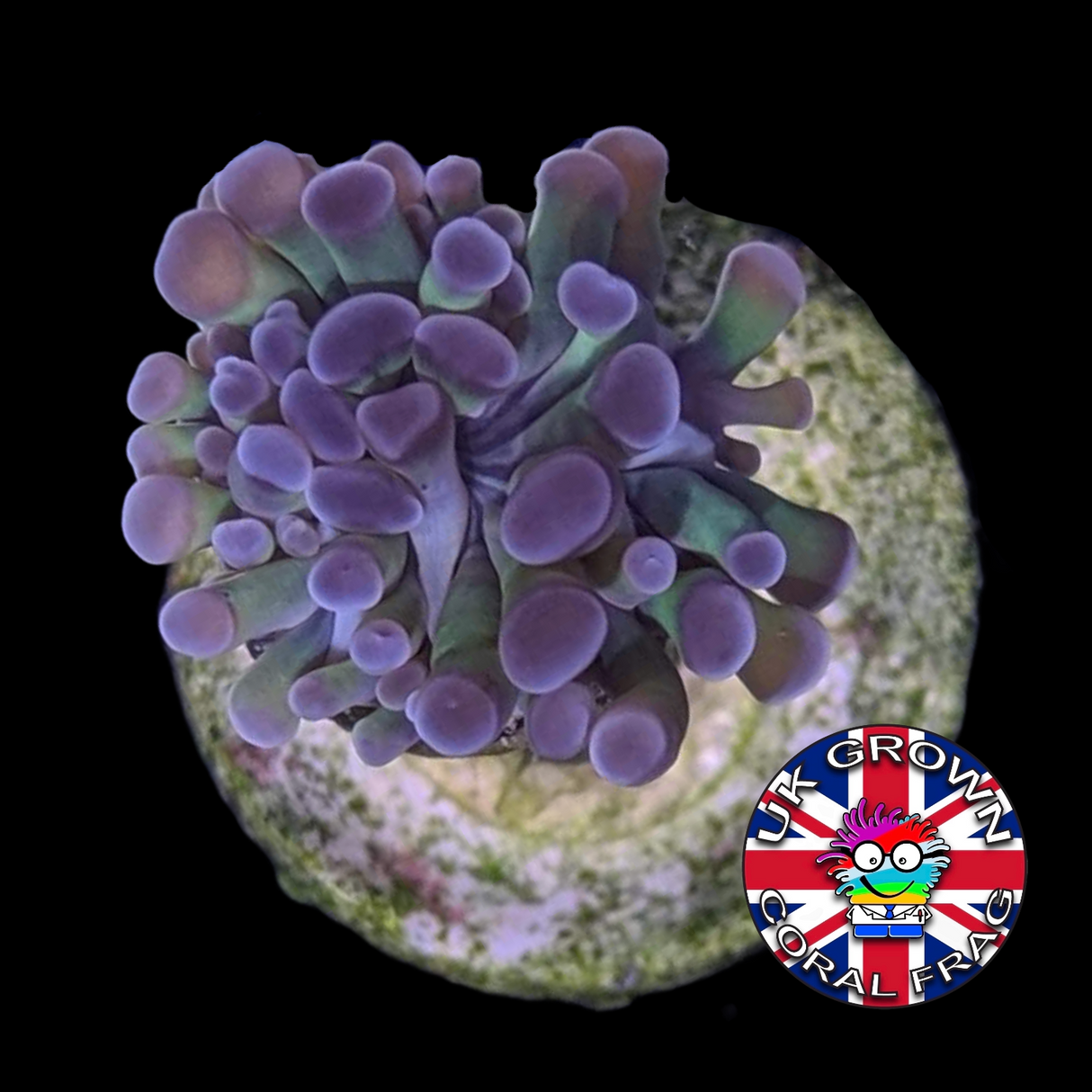 1 Head Hammer Frag (UK Grown)