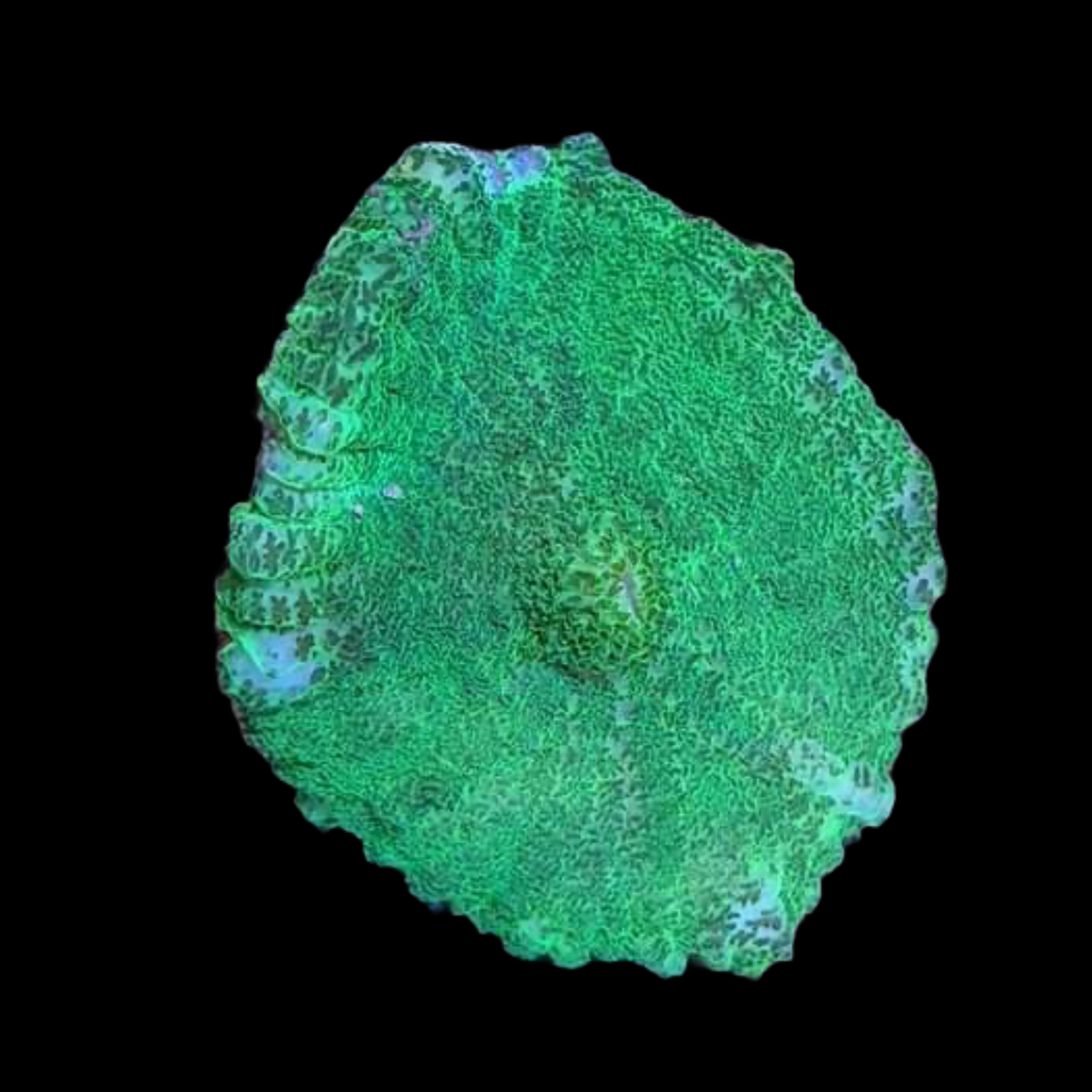 Rhodactis Indosinensis-Green Mushroom