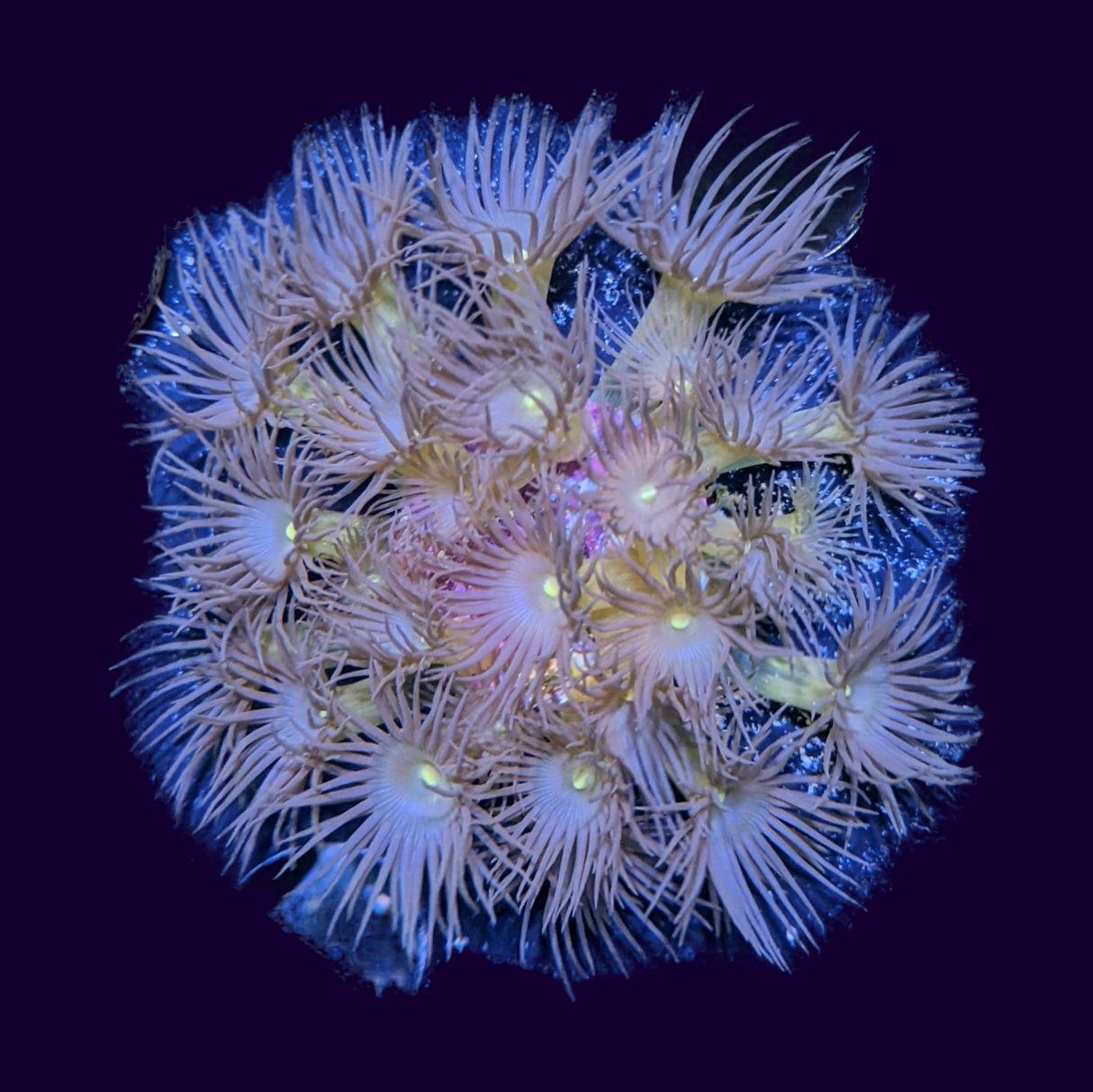 Yellow Polyp