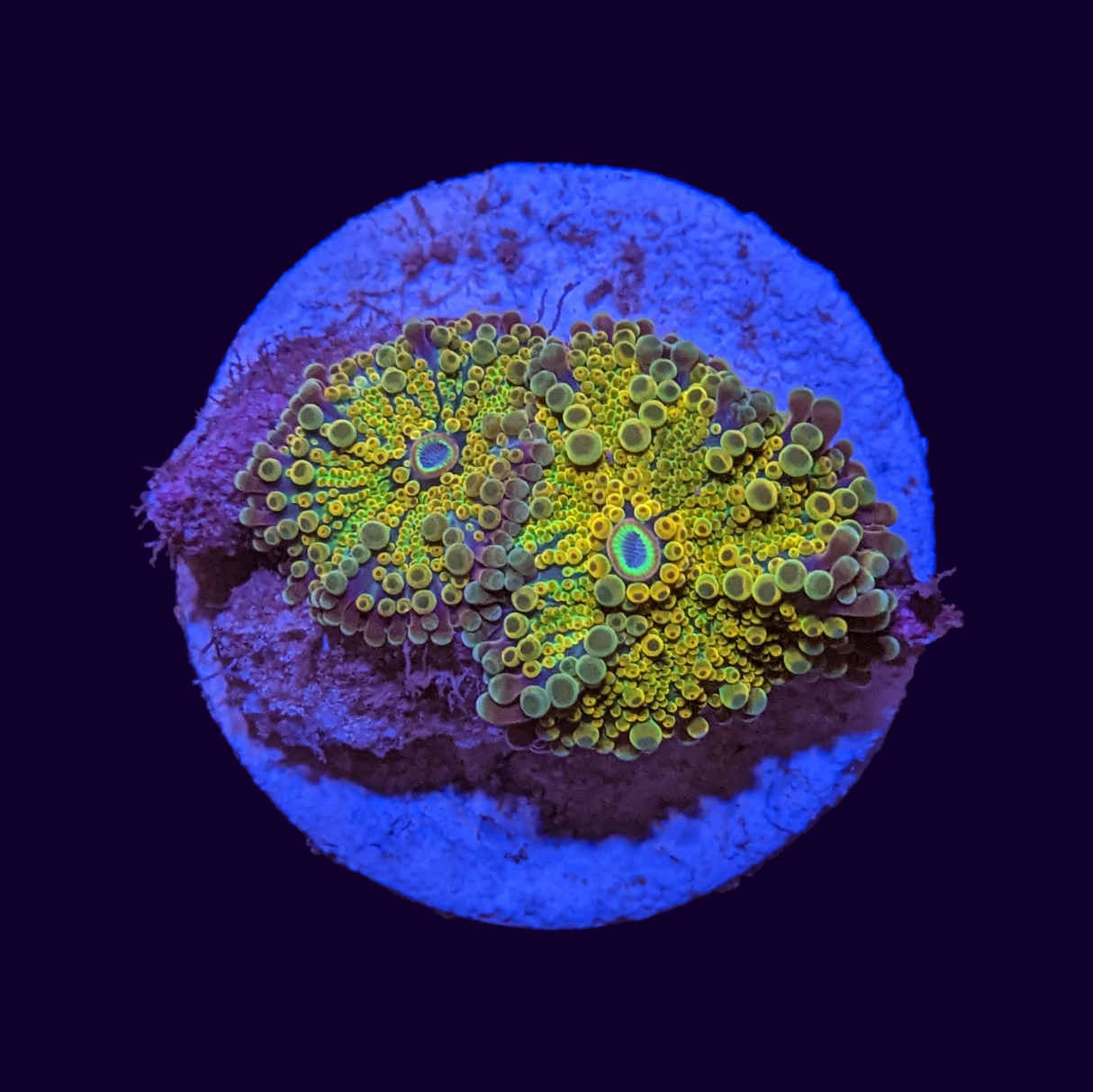 Yuma Ricordea Mushroom