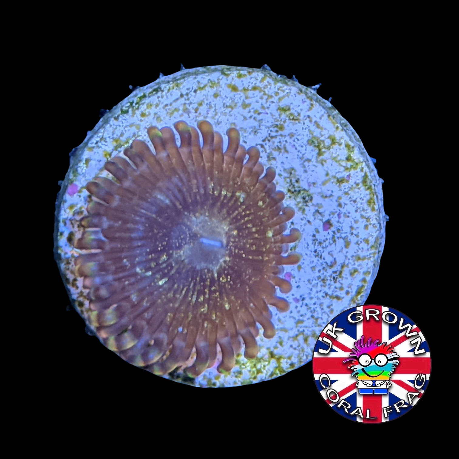 Fairy Dust Zoa (UK Grown)