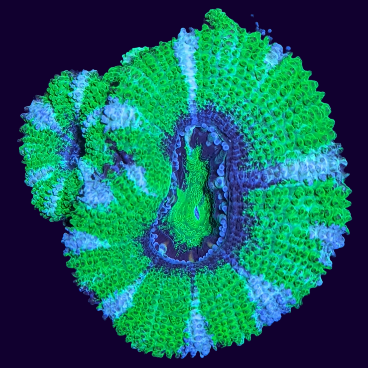 Acanthastrea Lordhowensi