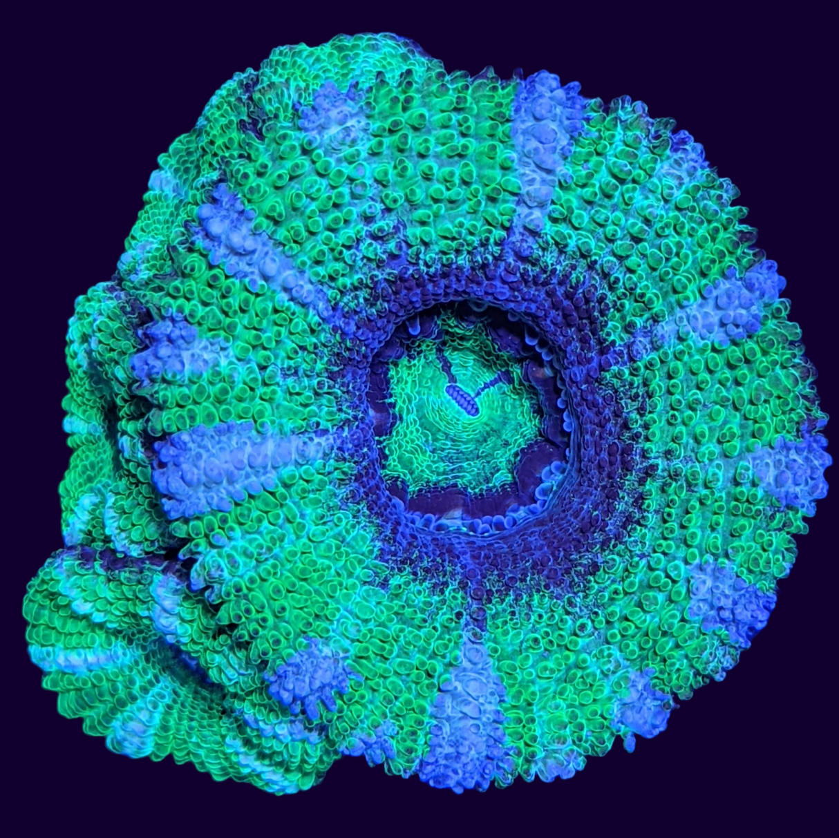 Acanthastrea Lordhowensi