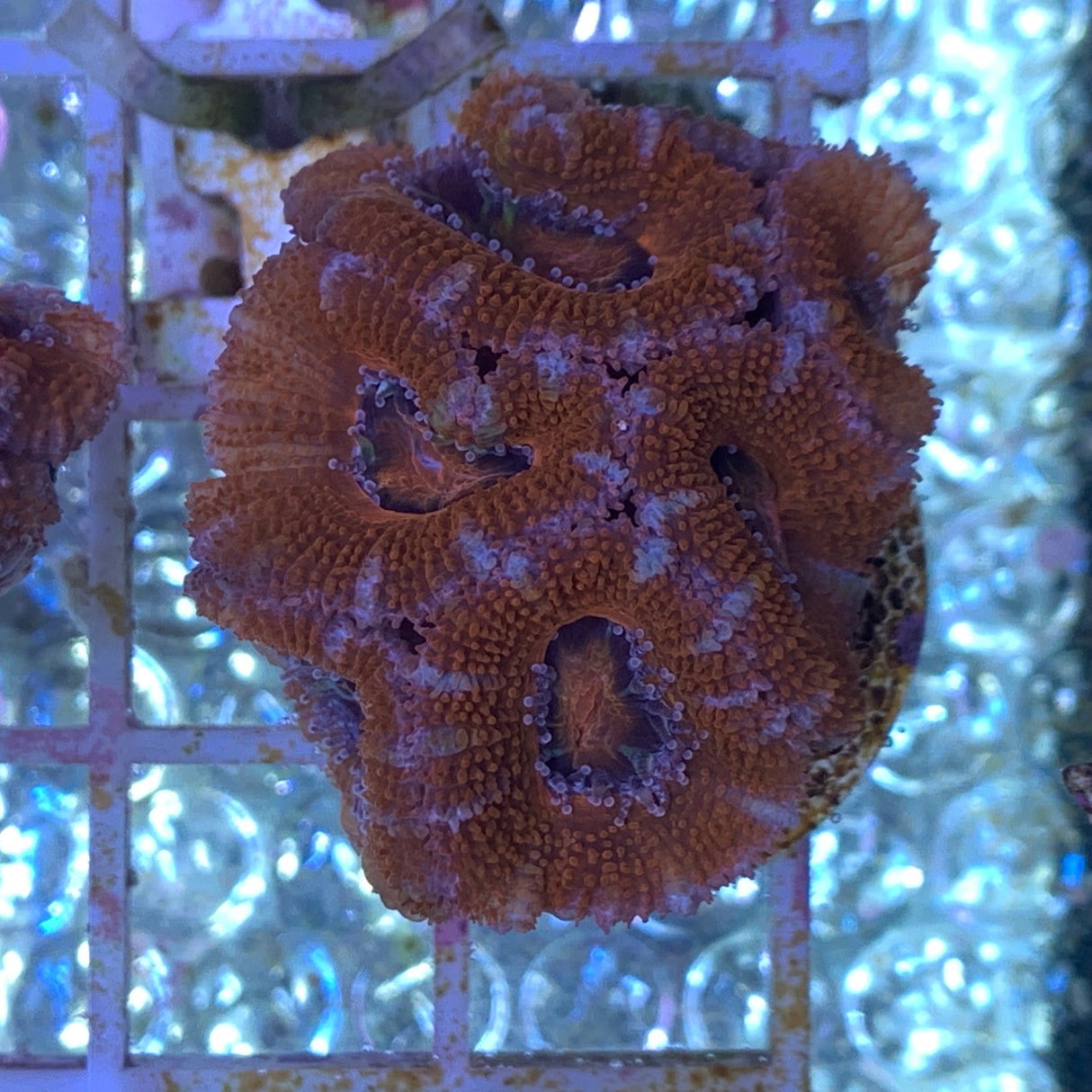 6 Head Acan Frag