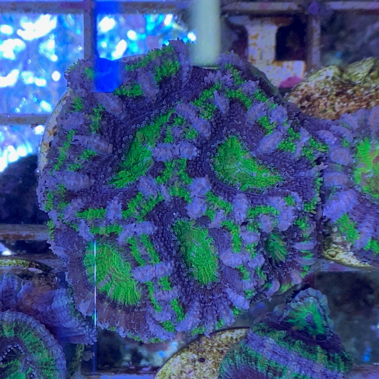 7 Head Acan Frag