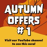 #1 Autumn Offers Goniopora Colony