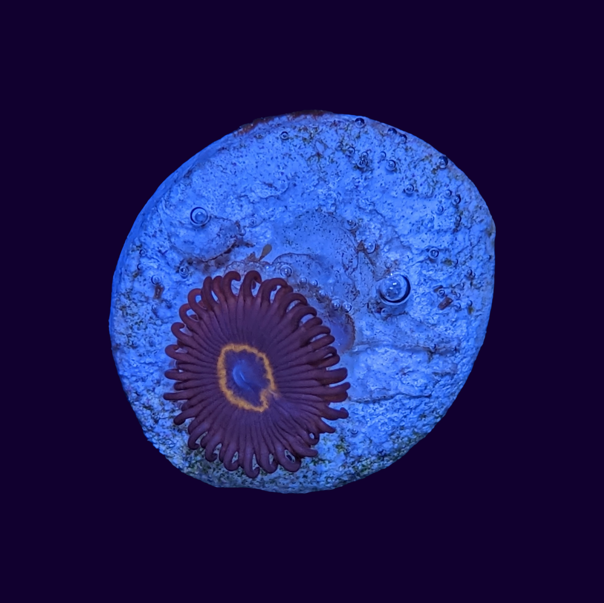 Bullseye Zoa Frag