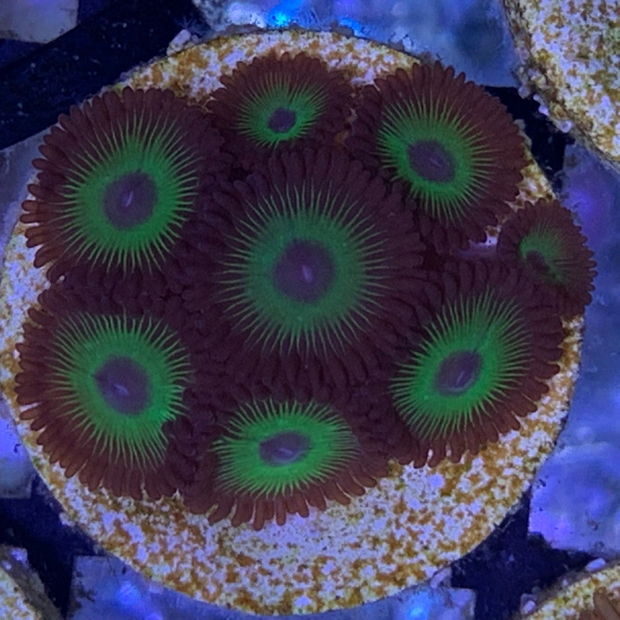 8 Polyp Zoa frag