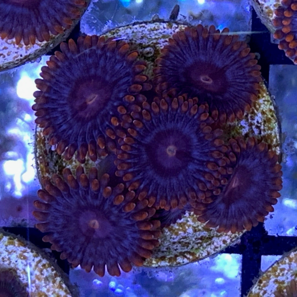 5 Polyp Zoa frag