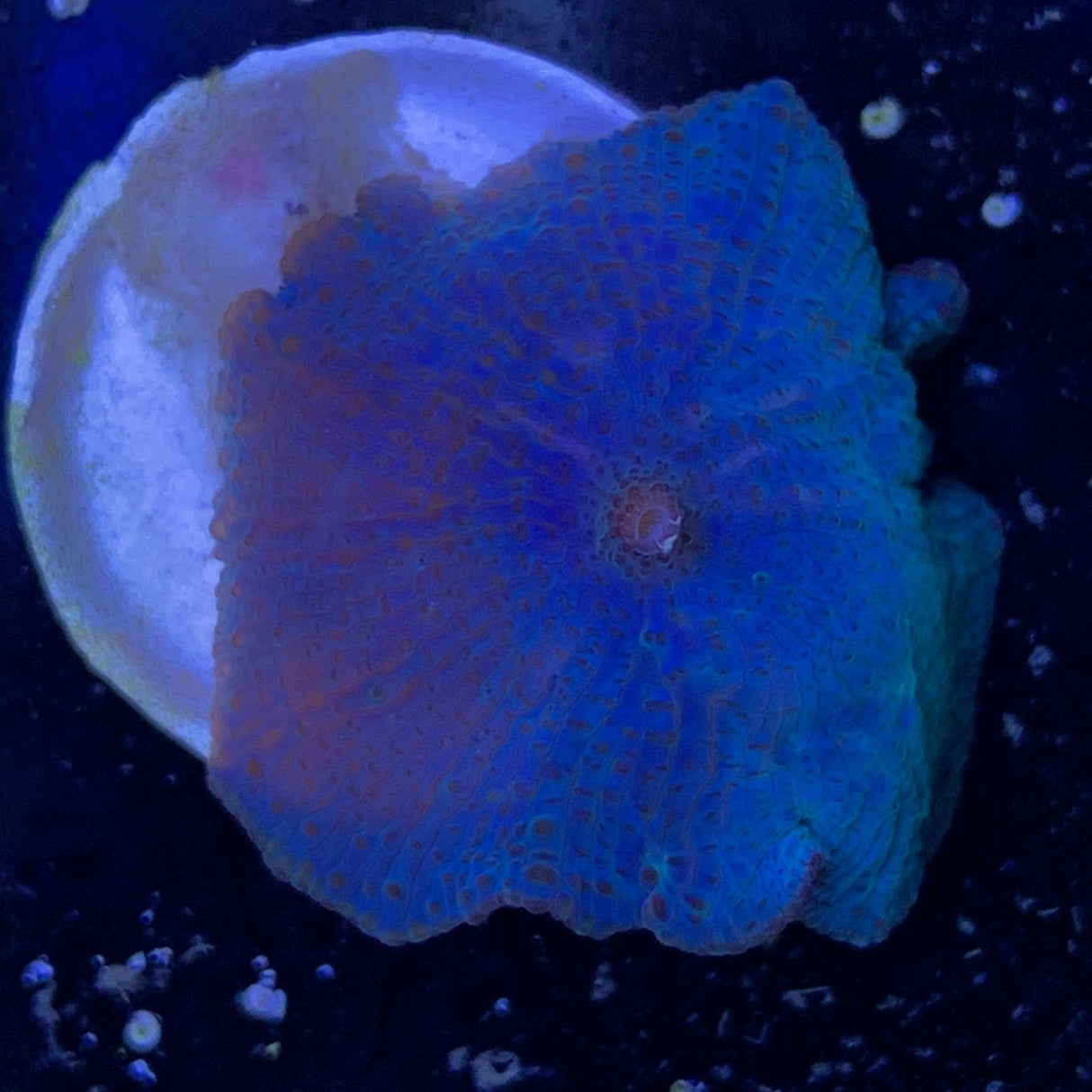 Blue Mushroom