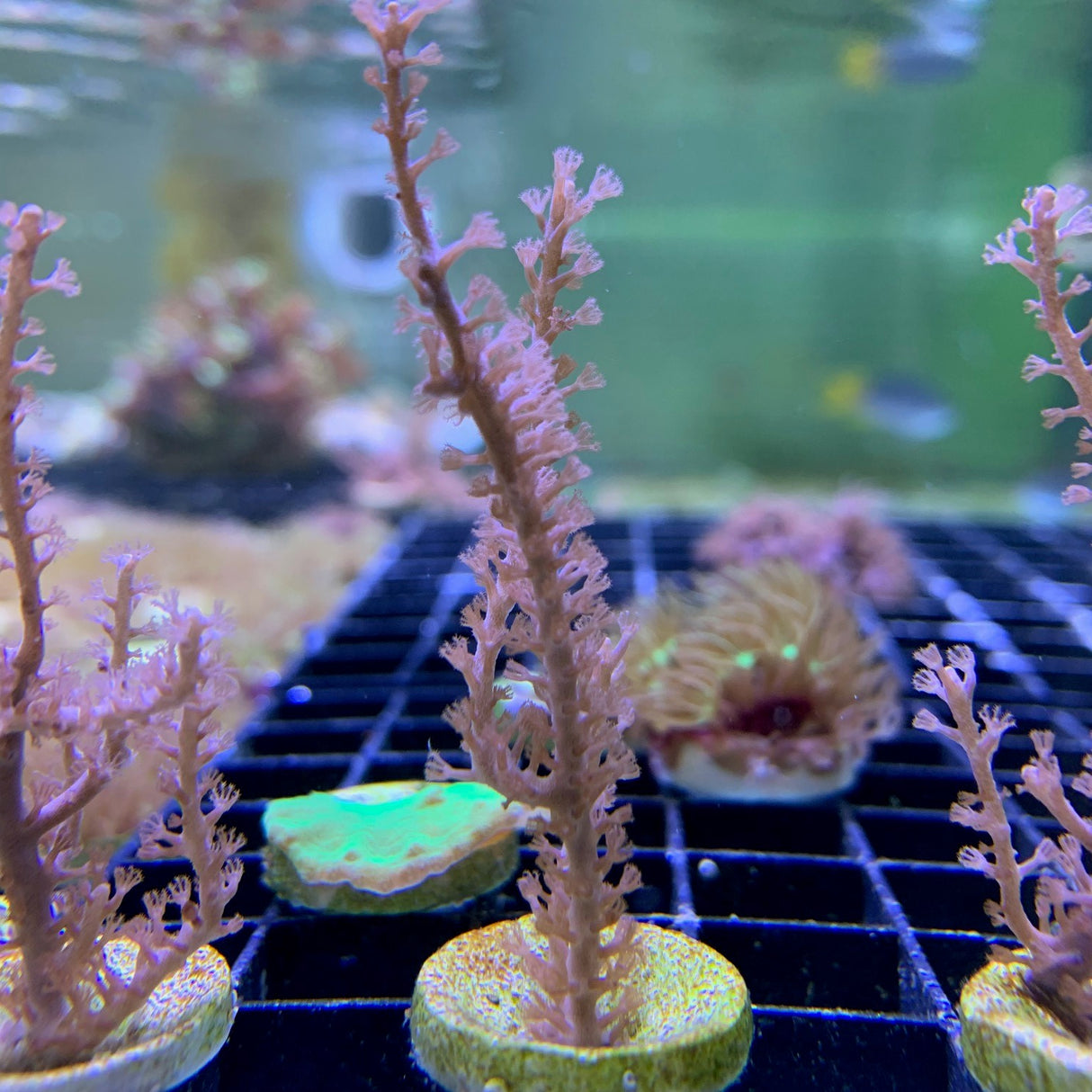 Photosynthetic Gorgonian