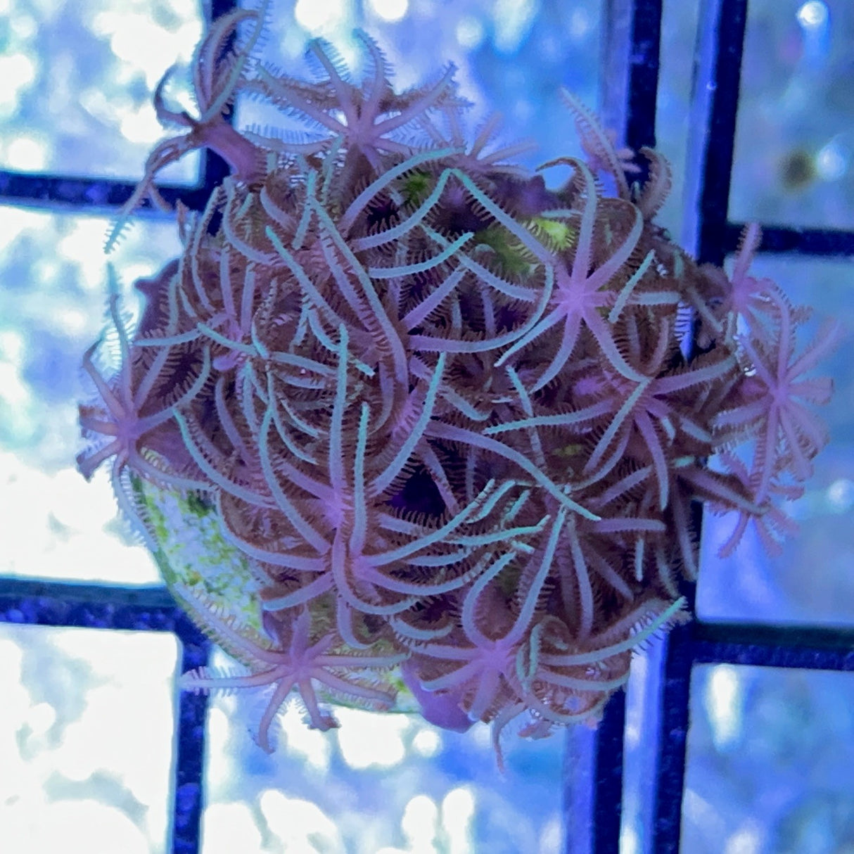 Green Star Polyps (Standard Plug)