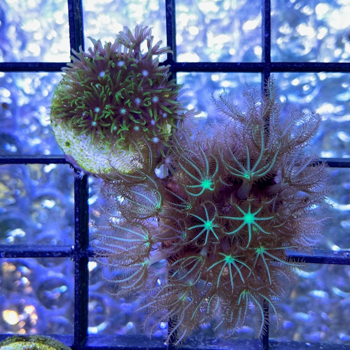 Green Star Polyps Twin Pack