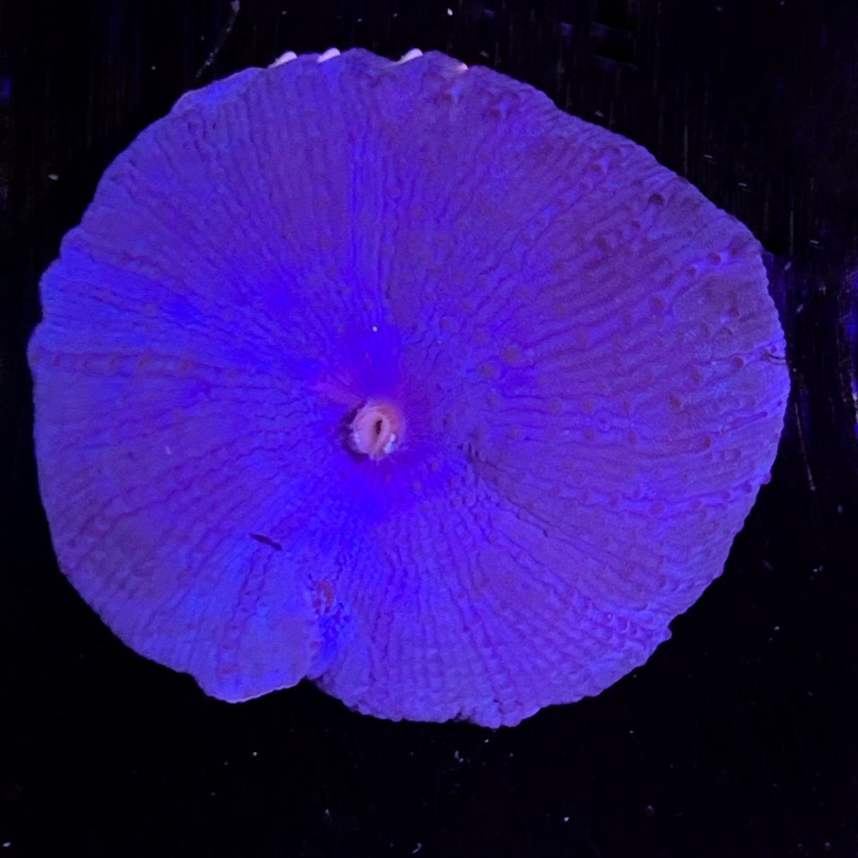 Blue Mushroom