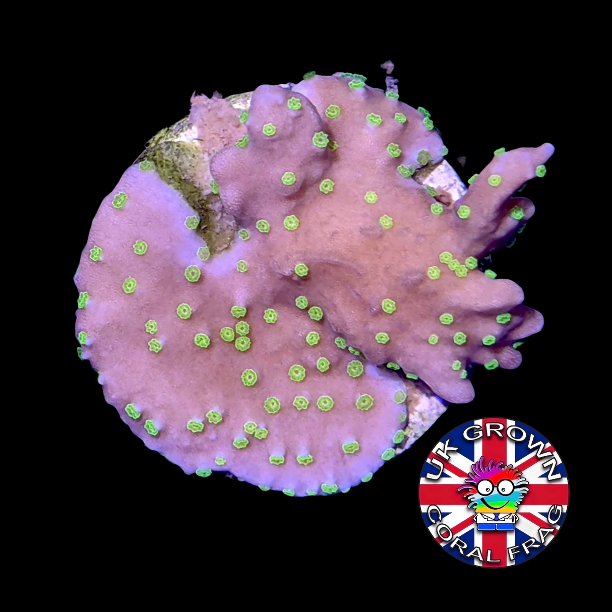 Hirsuta Montipora (UK Grown)