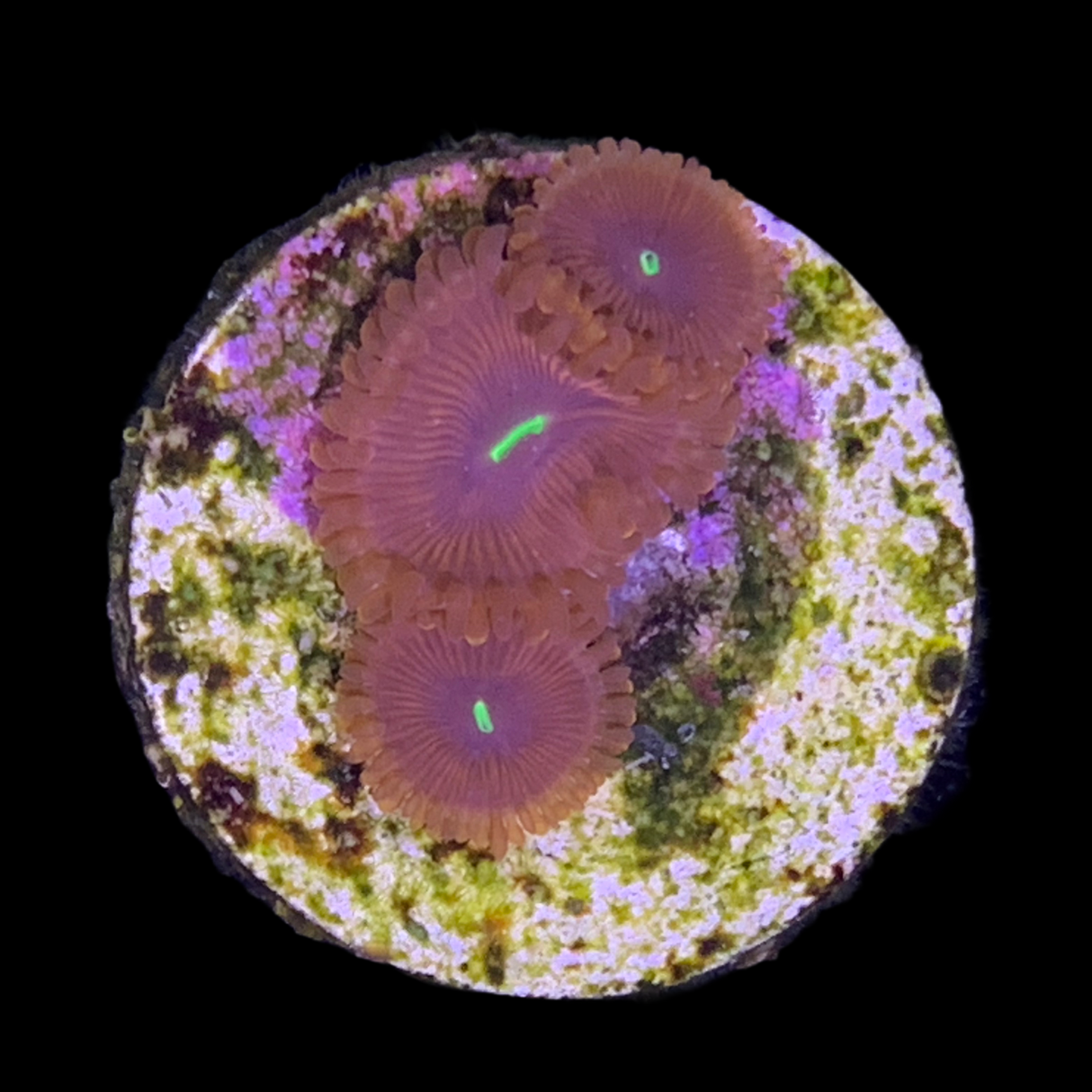 Zoa Frag (UK Grown)