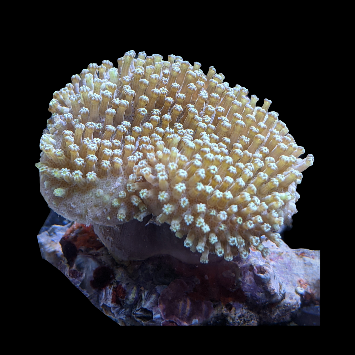 Aquacultured Indonesian Toadstool Frag