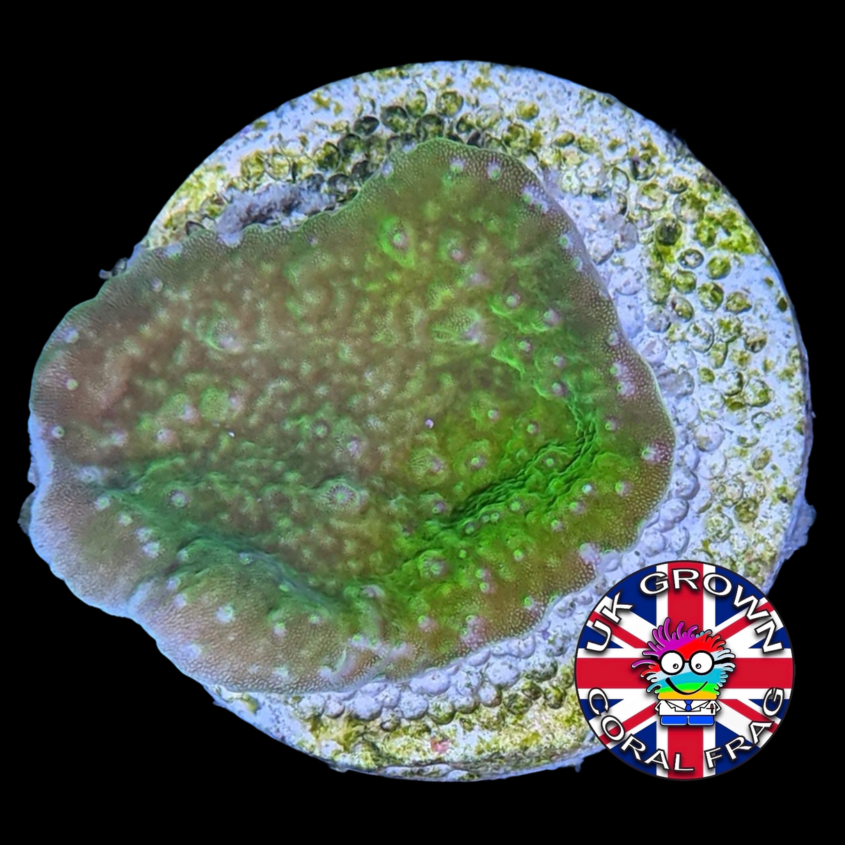 Green plating Montipora (UK Grown)