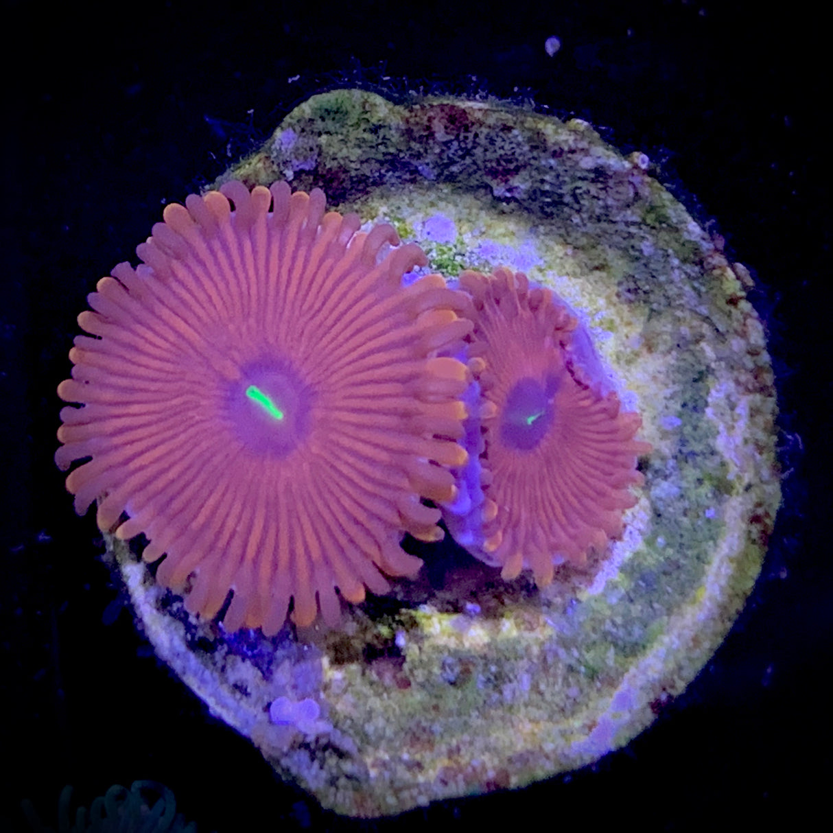 Zoa Frag