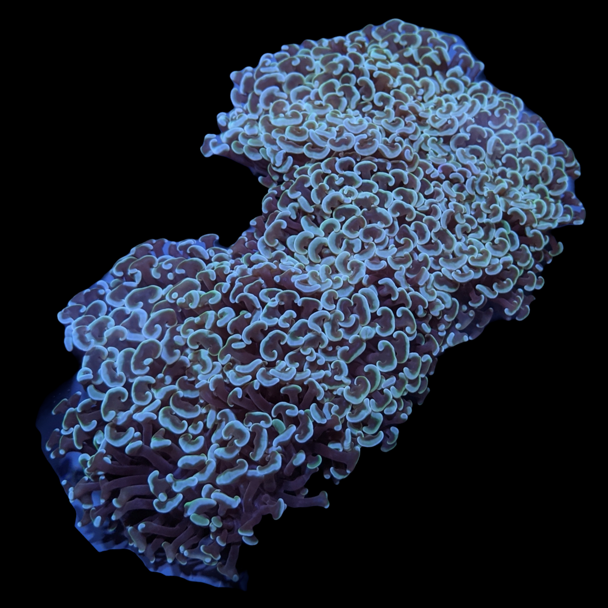 Wall Hammer Euphyllia Ancora Large (Collection Only)