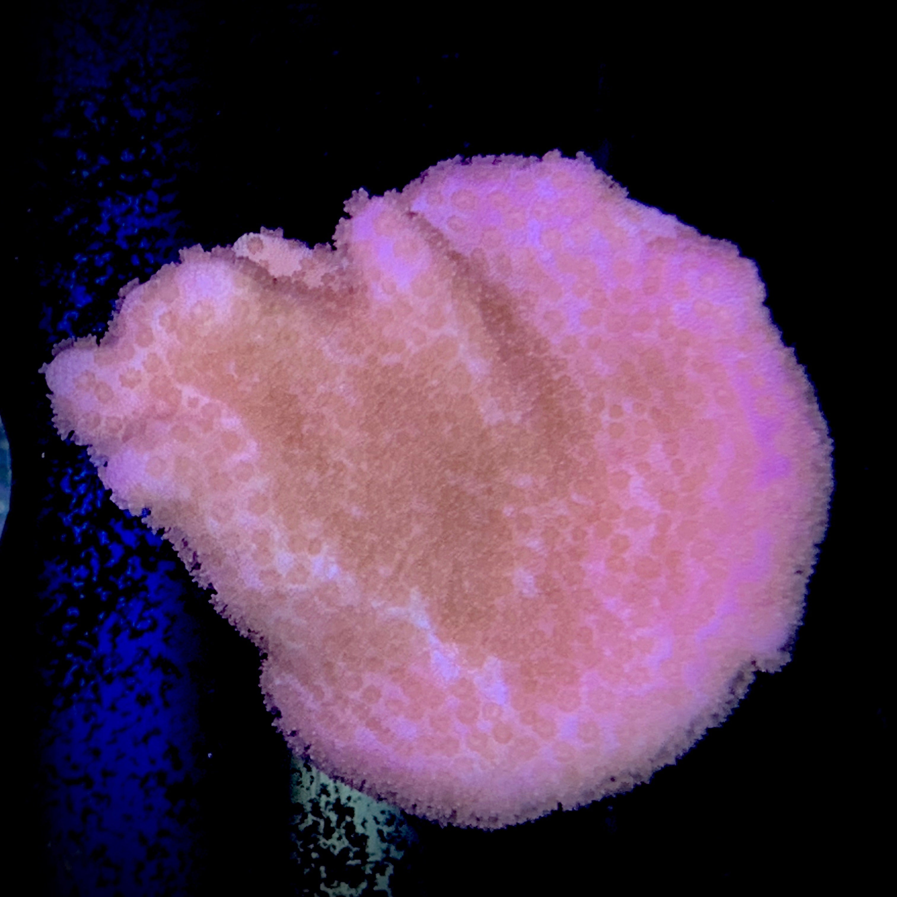 Montipora Digitata