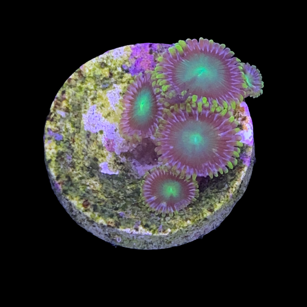 Zoa Frag (UK Grown)